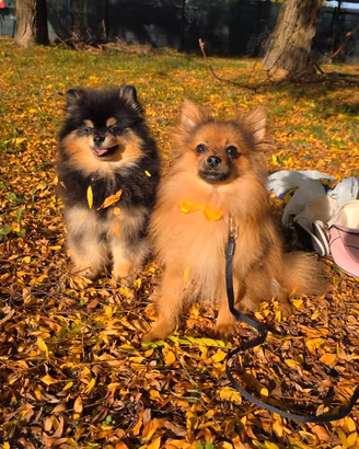 🐾 Spitz Pomerania (Volpino) Maschio vicenza ‼️
