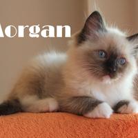 MORGAN, cucciolo razza RAGDOLL