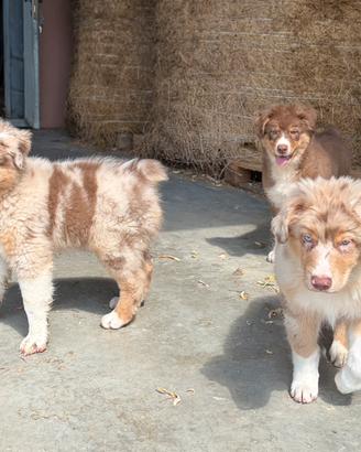 Cuccioli Pastore Australiano con pedigree