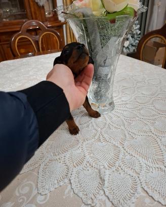 Cuccioli di pincher toy