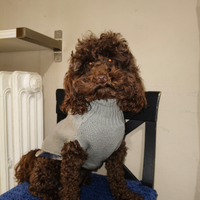 Barboncino toy per monta