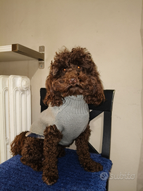 Barboncino toy per monta