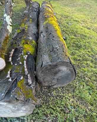 Tronchi di legno