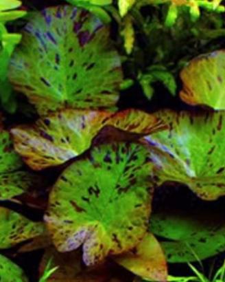 Pianta per acquario Nimfea (green) lotus,Red lotus