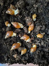 Lumache giganti africane - Achatina fulica white