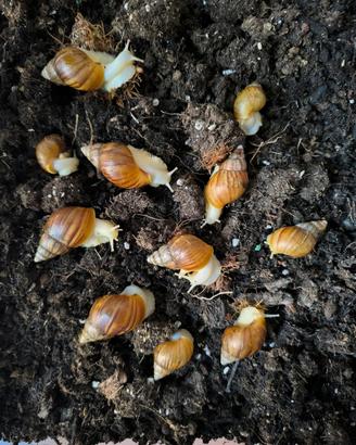 Lumache giganti africane - Achatina fulica white