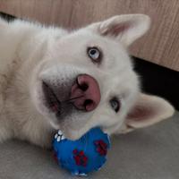 Husky per monta