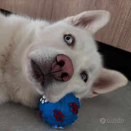Husky per monta