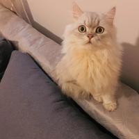 Cucciolo scottish straight