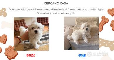 Splendidi cuccioli di maltese