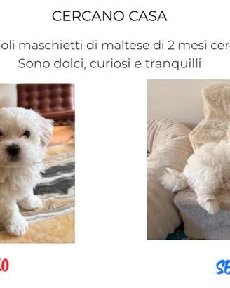 Splendidi cuccioli di maltese