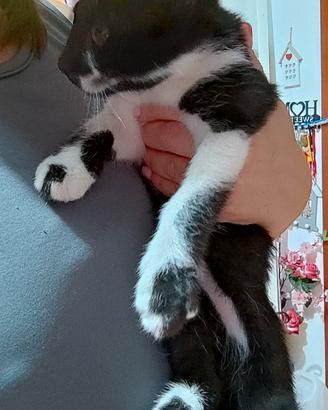 Zeus