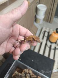 Geco Ciliatus