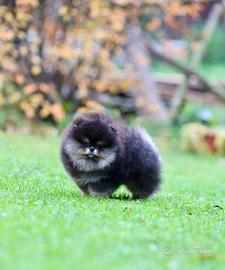 Spitz Di Pomerania Mini