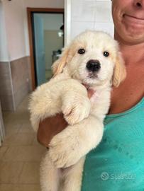 Due Cuccioli simil maremmano in adozione