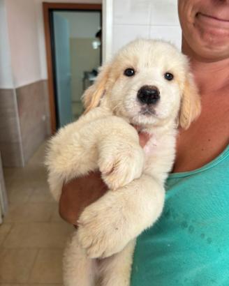 Due Cuccioli simil maremmano in adozione