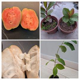 2 piante di guava e 1 pianta di annona cherimola