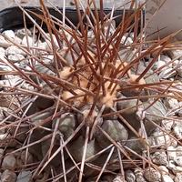 cactus copiapoa haseltoniana 