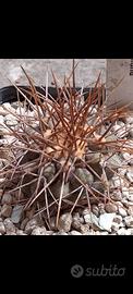 cactus copiapoa haseltoniana 