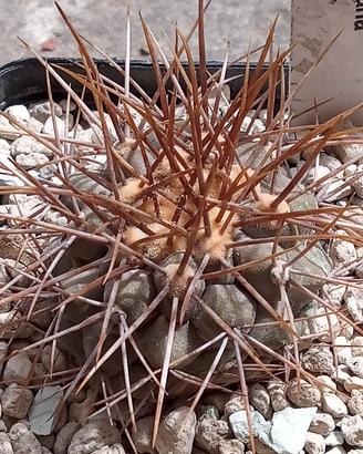 cactus copiapoa haseltoniana 