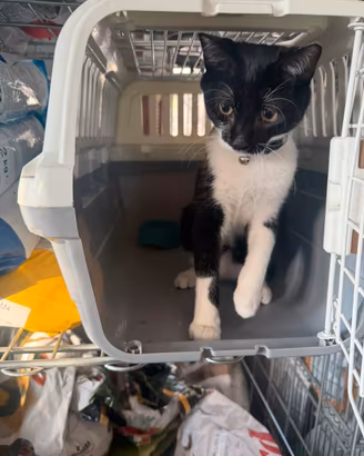 Cucciola di gattina