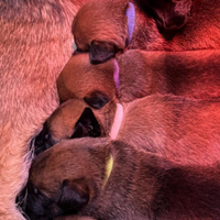 Cuccioli di pastore belga malinois