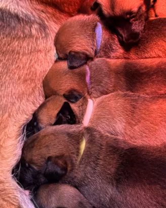 Cuccioli di pastore belga malinois