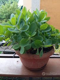 Pianta grassa Sedum, vaso rotondo diametro cm 25