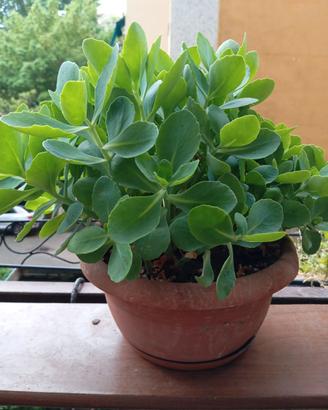 Pianta grassa Sedum, vaso rotondo diametro cm 25