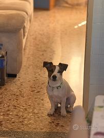 Jack russel