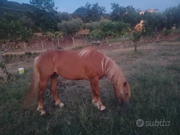 Cavallo maschio