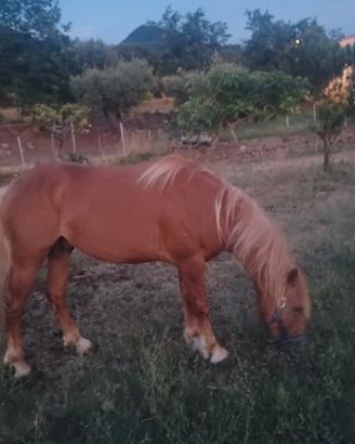 Cavallo maschio