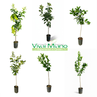 50 Piante di Agrumi di Sicilia a scelta🌱Mix