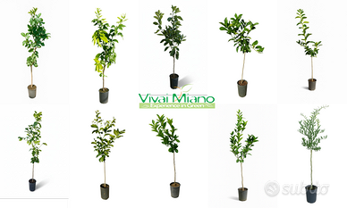 50 Piante di Agrumi di Sicilia a scelta🌱Mix
