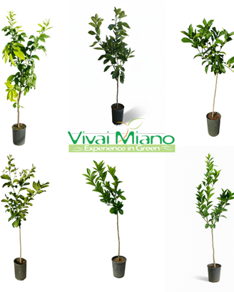 50 Piante di Agrumi di Sicilia a scelta🌱Mix