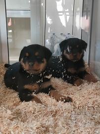 Rottweiler