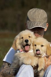 Golden Retriever americano cucoli