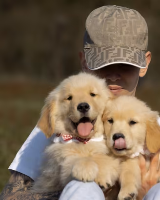 Golden Retriever americano cucoli