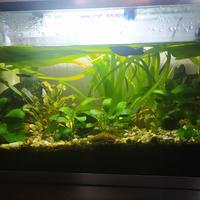 acquario 