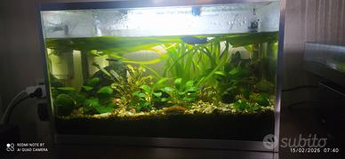 acquario 