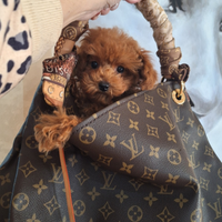 Barboncino red mini mini