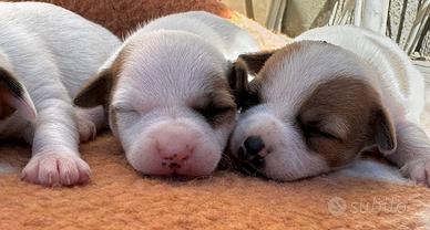 Jack Russell