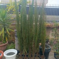 cipressi toscani 200/250cm
