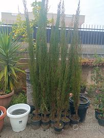 cipressi toscani 200/250cm