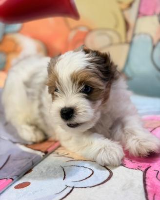 Biewer Yorkshire terrier