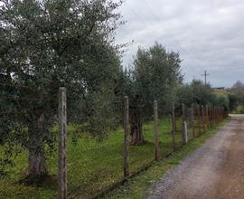 Terreno agricolo uliveto