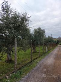 Terreno agricolo uliveto