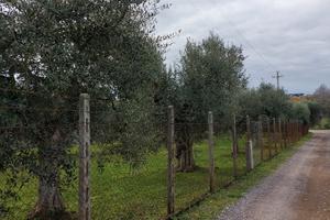 Terreno agricolo uliveto