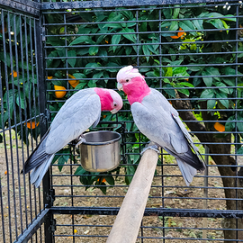 Cacatua ROSEICAPILLA anno 2025