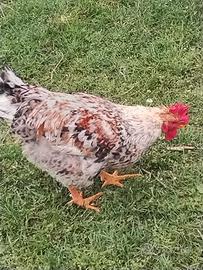 Disponjbili galli per esubero pollaio